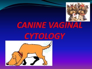 CANINE VAGINAL
CYTOLOGY
 