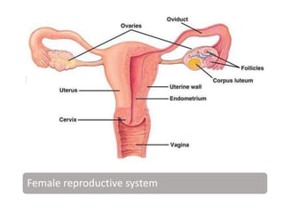 Female reproductive system
 
