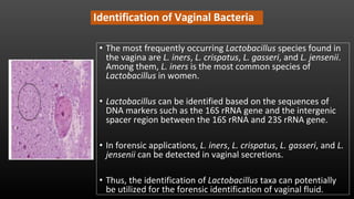 Identification of Vaginal Bacteria
• The most frequently occurring Lactobacillus species found in
the vagina are L. iners, L. crispatus, L. gasseri, and L. jensenii.
Among them, L. iners is the most common species of
Lactobacillus in women.
• Lactobacillus can be identified based on the sequences of
DNA markers such as the 16S rRNA gene and the intergenic
spacer region between the 16S rRNA and 23S rRNA gene.
• In forensic applications, L. iners, L. crispatus, L. gasseri, and L.
jensenii can be detected in vaginal secretions.
• Thus, the identification of Lactobacillus taxa can potentially
be utilized for the forensic identification of vaginal fluid.
 