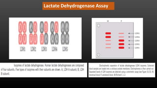 Lactate Dehydrogenase Assay
 