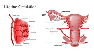 Uterine Circulation
 