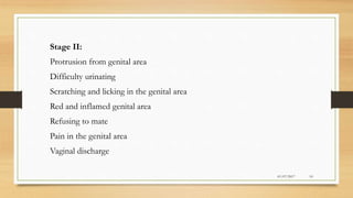 Stage II:
Protrusion from genital area
Difficulty urinating
Scratching and licking in the genital area
Red and inflamed genital area
Refusing to mate
Pain in the genital area
Vaginal discharge
01/07/2017 10
 