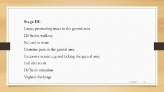 Stage III:
Large, protruding mass in the genital area
Difficulty walking
Refusal to mate
Extreme pain in the genital area
Excessive scratching and licking the genital area
Inability to sit
Difficult urination
Vaginal discharge
01/07/2017 11
 