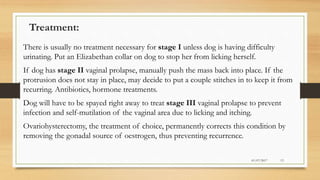 Treatment:
There is usually no treatment necessary for stage I unless dog is having difficulty
urinating. Put an Elizabethan collar on dog to stop her from licking herself.
If dog has stage II vaginal prolapse, manually push the mass back into place. If the
protrusion does not stay in place, may decide to put a couple stitches in to keep it from
recurring. Antibiotics, hormone treatments.
Dog will have to be spayed right away to treat stage III vaginal prolapse to prevent
infection and self-mutilation of the vaginal area due to licking and itching.
Ovariohysterectomy, the treatment of choice, permanently corrects this condition by
removing the gonadal source of oestrogen, thus preventing recurrence.
01/07/2017 13
 