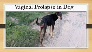 Vaginal Prolapse in Dog
01/07/2017 2
 