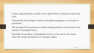 Canine vaginal prolapse usually occurs right before or during the dog's heat
cycle.
Occasionally, the prolapse continues throughout pregnancy or reoccurs at
parturition.
The prolapsed tissue promotes further straining which in turn increases the
amount of prolapsed tissue.
Normally the prolapse or hyperplasia resolves at the end of the season
when the ovarian production of oestrogen elapse.
01/07/2017 4
 