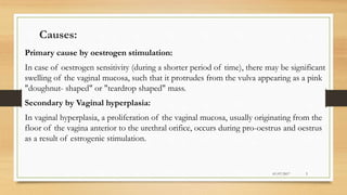 Causes:
Primary cause by oestrogen stimulation:
In case of oestrogen sensitivity (during a shorter period of time), there may be significant
swelling of the vaginal mucosa, such that it protrudes from the vulva appearing as a pink
"doughnut- shaped" or "teardrop shaped" mass.
Secondary by Vaginal hyperplasia:
In vaginal hyperplasia, a proliferation of the vaginal mucosa, usually originating from the
floor of the vagina anterior to the urethral orifice, occurs during pro-oestrus and oestrus
as a result of estrogenic stimulation.
01/07/2017 5
 