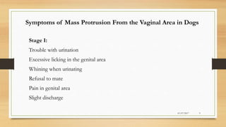 Symptoms of Mass Protrusion From the Vaginal Area in Dogs
Stage I:
Trouble with urination
Excessive licking in the genital area
Whining when urinating
Refusal to mate
Pain in genital area
Slight discharge
01/07/2017 9
 