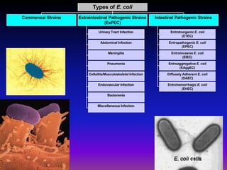  Streptococcus agalactiae