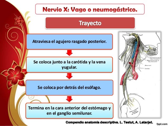 Craneo:• Atraviesa el tejido subaracnoideo y está en relación:• Por arriba con el lóbulo de neumogástrico.• Por abajo con ...