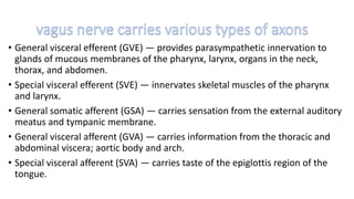 • General visceral efferent (GVE) — provides parasympathetic innervation to
glands of mucous membranes of the pharynx, larynx, organs in the neck,
thorax, and abdomen.
• Special visceral efferent (SVE) — innervates skeletal muscles of the pharynx
and larynx.
• General somatic afferent (GSA) — carries sensation from the external auditory
meatus and tympanic membrane.
• General visceral afferent (GVA) — carries information from the thoracic and
abdominal viscera; aortic body and arch.
• Special visceral afferent (SVA) — carries taste of the epiglottis region of the
tongue.
 