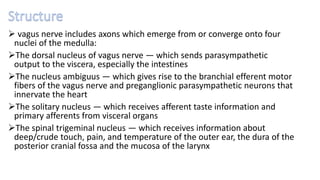  vagus nerve includes axons which emerge from or converge onto four
nuclei of the medulla:
The dorsal nucleus of vagus nerve — which sends parasympathetic
output to the viscera, especially the intestines
The nucleus ambiguus — which gives rise to the branchial efferent motor
fibers of the vagus nerve and preganglionic parasympathetic neurons that
innervate the heart
The solitary nucleus — which receives afferent taste information and
primary afferents from visceral organs
The spinal trigeminal nucleus — which receives information about
deep/crude touch, pain, and temperature of the outer ear, the dura of the
posterior cranial fossa and the mucosa of the larynx
 