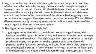 vagus nerve leaving the medulla oblongata between the pyramid and the
inferior cerebellar peduncle, the vagus nerve extends through the jugular
foramen, then passes into the carotid sheath between the internal carotid
artery and the internal jugular vein down to the neck, chest and abdomen,
where it contributes to the innervation of the viscera. Besides giving some
output to various organs, the vagus nerve comprises between 80% and 90% of
afferent nerves mostly conveying sensory information about the state of the
body's organs to the central nervous system
 The vagus nerves are paired(right/left)
1. right vagus nerve gives rise to the right recurrent laryngeal nerve, which
hooks around the right subclavian artery and ascends into the neck between
the trachea and esophagus. The right vagus then crosses anterior to the right
subclavian artery, runs posterior to the superior vena cava, descends
posterior to the right main bronchus, and contributes to cardiac, pulmonary,
and esophageal plexuses. It forms the posterior vagal trunk at the lower part
of the esophagus and enters the diaphragm through the esophageal hiatus.
 