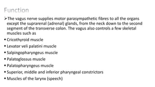 The vagus nerve supplies motor parasympathetic fibres to all the organs
except the suprarenal (adrenal) glands, from the neck down to the second
segment of the transverse colon. The vagus also controls a few skeletal
muscles such as
 Cricothyroid muscle
 Levator veli palatini muscle
 Salpingopharyngeus muscle
 Palatoglossus muscle
 Palatopharyngeus muscle
 Superior, middle and inferior pharyngeal constrictors
 Muscles of the larynx (speech)
 