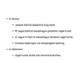 • In thorax:

• passes behind respective lung roots

• Rt vagus behind oesophagus (posterior vagal trunk)

• Lt vagus in front of oesophagus (Anterior vagal trunk)

• Crosses diaphragm via oesophageal opening.

• In abdomen:

• vagal trunks divide into terminal branches.
 