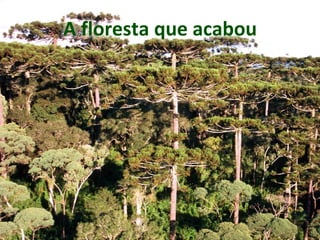 http://img505.imageshack.us/img505/635/a
raucarias3nf.jpg
A floresta que acabou
 
