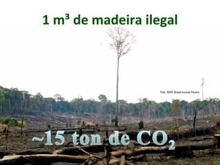 1 m³ de madeira ilegal
 