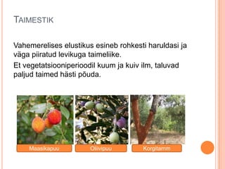 TAIMESTIK
Vahemerelises elustikus esineb rohkesti haruldasi ja
väga piiratud levikuga taimeliike.
Et vegetatsiooniperioodil kuum ja kuiv ilm, taluvad
paljud taimed hästi põuda.

Maasikapuu

Oliivipuu

Korgitamm

 