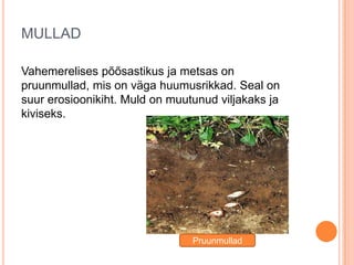 MULLAD
Vahemerelises põõsastikus ja metsas on
pruunmullad, mis on väga huumusrikkad. Seal on
suur erosioonikiht. Muld on muutunud viljakaks ja
kiviseks.

Pruunmullad

 
