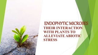 ENDOPHYTIC MICROBES -
THEIR INTERACTION
WITH PLANTS TO
ALLEVIATE ABIOTIC
STRESS
 