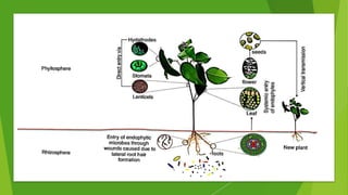 Endophytes Examples Endophytes | PPTX