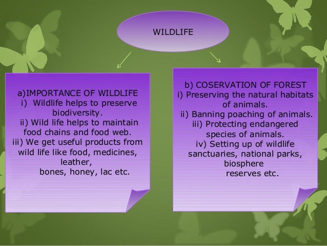 the significance of van mahotsav for biodiversity Van mahotsav – rooting for sustainability by monsanto india july 4, 2017 safe-house of biodiversity now, more than ever, it is important for the agriculture industry to adopt newer, sustainable practices which will help conserve our forests. the significance of van mahotsav for biodiversity Van mahotsav – rooting for sustainability by monsanto india july 4, 2017 safe-house of biodiversity now, more than ever, it is important for the agriculture industry to adopt newer, sustainable practices which will help conserve our forests.