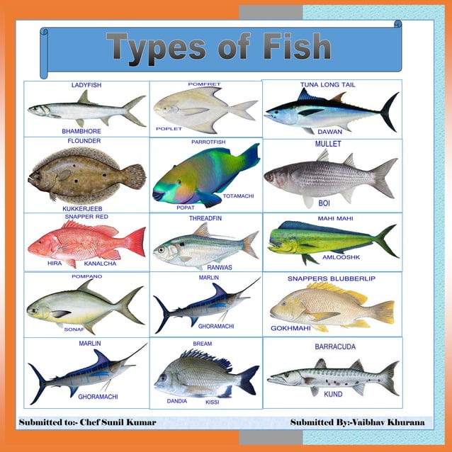 TYPES OF FISH