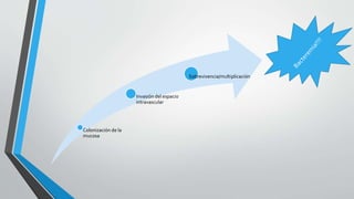 Colonización de la
mucosa
Invasión del espacio
intravascular
Sobrevivencia/multiplicación
 