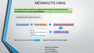 Inoculación directa del virus o después del contacto con terminaciones
nerviosas libres en sitios especializados
DISEMINACION HEMATOGENA.
Gastrointestinal: Placas de Peyer. Sistema reticuloendotelial
VIREMIA AL SNC
Adhesión:
-glóbulos rojos: paramoxivirus
Y togavirus
-glóbulos blancos: sarampión
MENINGITISVIRAL
REPLICA LOCAL DEVIRUS. TRANSPORTADOS PORAXONES
MEDULA ESPINAL
HIPOTÁLAMO
TALLO CEREBRAL
 