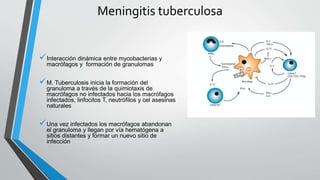 Interacción dinámica entre mycobacterias y
macrófagos y formación de granulomas
M. Tuberculosis inicia la formación del
granuloma a través de la quimiotaxis de
macrófagos no infectados hacia los macrófagos
infectados, linfocitos T, neutrófilos y cel asesinas
naturales
Una vez infectados los macrófagos abandonan
el granuloma y llegan por vía hematógena a
sitios distantes y formar un nuevo sitio de
infección
Meningitis tuberculosa
 