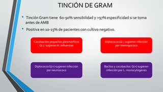 TINCIÓN DE GRAM
• Tinción Gram tiene 60-90% sensibilidad y >97% especificidad si se toma
antes de AMB
• Positiva en 10-15% de pacientes con cultivo negativo.
DiplococosG(+) sugieren infección
por neumococo
DiplococosG(-) sugieren infección
por meningococo
Cocobacilos pequeños pleomórficos
G(-) sugieren H. influenzae
Bacilos y cocobacilos G(+) sugieren
infección por L. monocytogenes
 