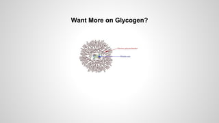 Want More on Glycogen?
 