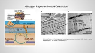 Glycogen Regulates Muscle Contraction
Ørtenblad, Niels, et al. "Role of glycogen availability in sarcoplasmic reticulum Ca2+ kinetics in human
skeletal muscle." The Journal of physiology 2011.
 