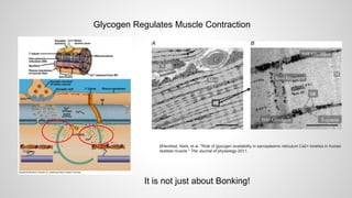 Glycogen Regulates Muscle Contraction
Ørtenblad, Niels, et al. "Role of glycogen availability in sarcoplasmic reticulum Ca2+ kinetics in human
skeletal muscle." The Journal of physiology 2011.
It is not just about Bonking!
 