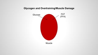 Glycogen and Overtraining/Muscle Damage
FAT
(FFA)
Muscle
Glucose
 