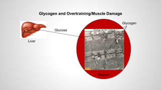 Glycogen
Muscle
Glucose
Liver
Glycogen and Overtraining/Muscle Damage
 