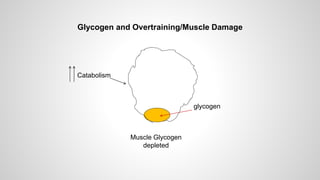 Muscle Glycogen
depleted
glycogen
Catabolism
Glycogen and Overtraining/Muscle Damage
 