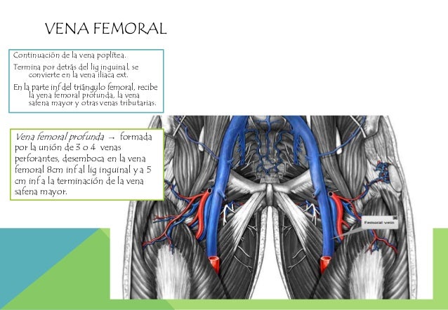 Vaina femoral y regiones glútea y post del muslo