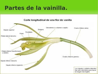Está en muchos lugares montañosos, su fruto combinado con el cacao le da un sabor mucho más agradable, en Mojos y otros países se usa muchísimo