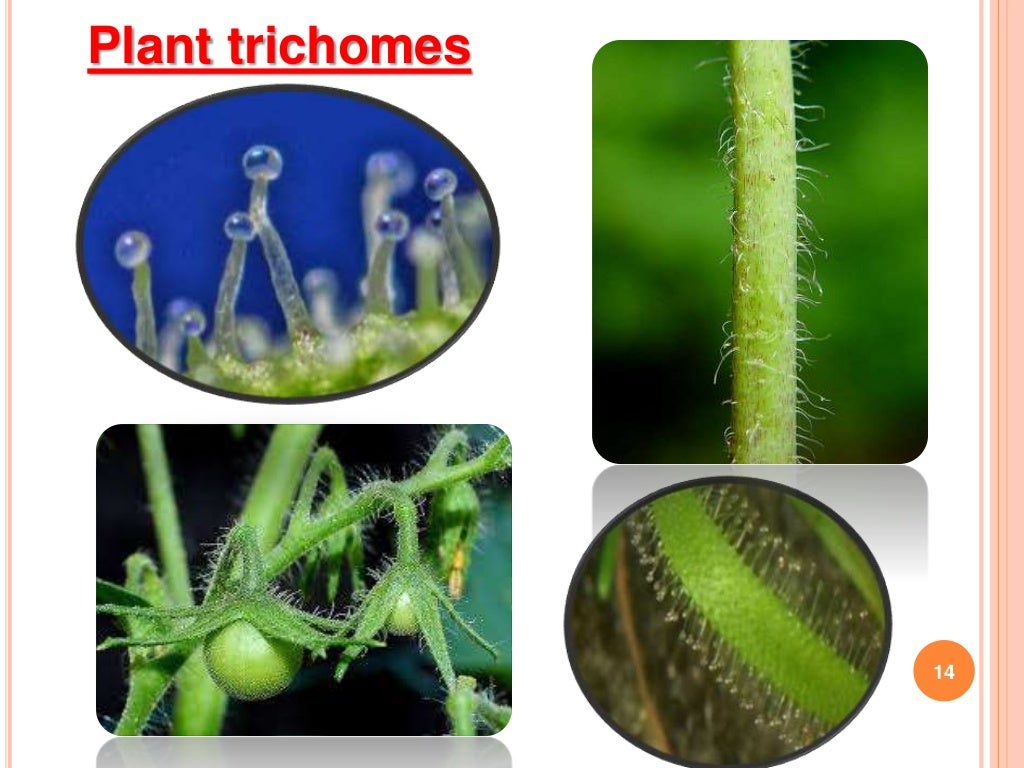Introductory to Host Plant Resistance