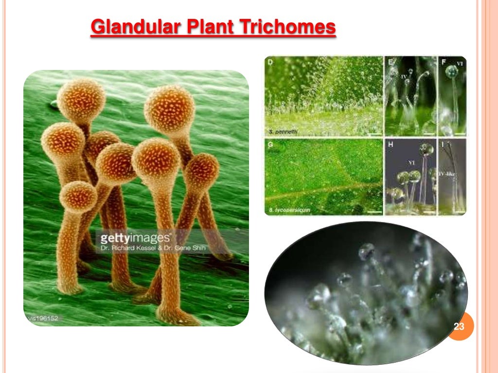 Introductory to Host Plant Resistance