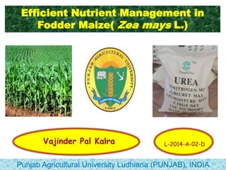 Efficient Nutrient Management in
Fodder Maize( Zea mays L.)
Punjab Agricultural University Ludhiana (PUNJAB), INDIA
Vajinder Pal Kalra L-2014-A-02-D
 