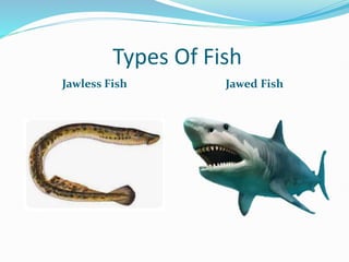 Different types of fishes and their food | PPT
