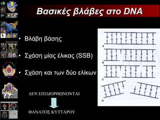 Βλάβη βάσης  Σχάση μίας έλικας ( SSB) Σχάση και των δύο ελίκων  (DSB) Βασικές βλάβες στο DNA ΔΕΝ ΕΠΙΔΙΟΡΘΩΝΟΝΤΑΙ   ΘΑΝΑΤΟΣ ΚΥΤΤΑΡΟΥ 
