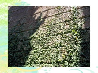 Vakantie italië '11