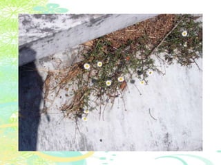 Vakantie italië '11