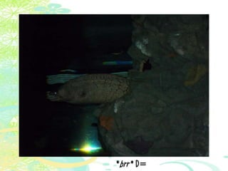 Vakantie italië '11