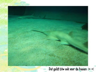 Vakantie italië '11