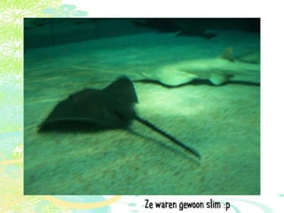 Vakantie italië '11