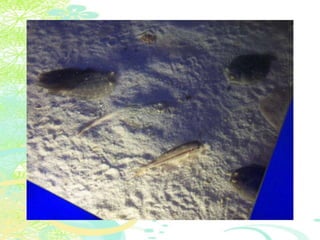 Vakantie italië '11